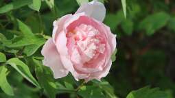 Die beliebtesten Pfingstrosen: Sorten für jedes Beet und jeden Anspruch