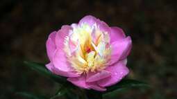 Die beliebtesten Pfingstrosen: Sorten für jedes Beet und jeden Anspruch