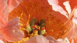 Die beliebtesten Pfingstrosen: Sorten für jedes Beet und jeden Anspruch