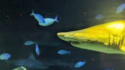 Ausflugsziel für Aquarianer: Das New York Aquarium