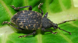 Dickmaulrüssler frühzeitig bekämpfen