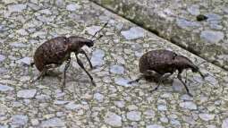 Dickmaulrüssler frühzeitig bekämpfen