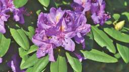 Rhododendren pflegen: Was im Frühjahr zu tun ist