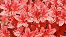 Rhododendren pflegen: Was im Frühjahr zu tun ist