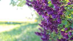 Flieder schneiden für die Vase – ohne die Pflanze zu schädigen