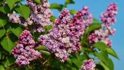 Flieder schneiden für die Vase – ohne die Pflanze zu schädigen