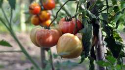 Tomatenpflege im Frühling