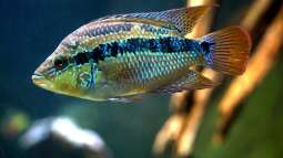 Immer auf Vorrat: Welche Ersatzteile Aquarianer zuhause haben sollten