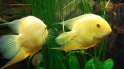 Immer auf Vorrat: Welche Ersatzteile Aquarianer zuhause haben sollten