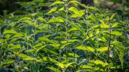 Gartendünger selbst herstellen: So machst du es richtig