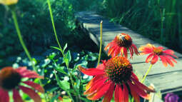 Naturteiche - Lebensraum statt Deko-Objekt