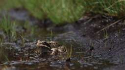 Lebensretter am Teichrand - Warum Ausstiegshilfen an Wasserstellen unverzichtbar sind