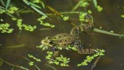 Brunnenkresse - Schärfe aus klarem Wasser