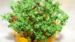 Brunnenkresse - Schärfe aus klarem Wasser