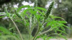 Heuschnupfen: Welche Pflanzen solltest du nicht in deinem Garten haben?