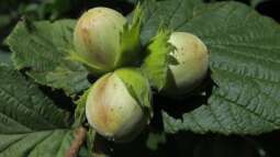 Heuschnupfen: Welche Pflanzen solltest du nicht in deinem Garten haben?