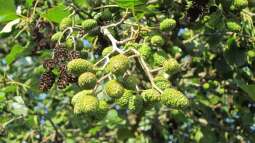 Heuschnupfen: Welche Pflanzen solltest du nicht in deinem Garten haben?