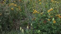 Heuschnupfen: Welche Pflanzen solltest du nicht in deinem Garten haben?