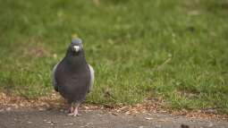 Tauben im Garten: Probleme erkennen und wirksame Maßnahmen ergreifen