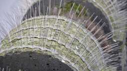 Tauben im Garten: Probleme erkennen und wirksame Maßnahmen ergreifen