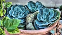 Begriffe erklärt: Was ist Terrakotta?