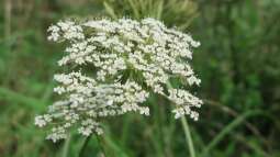 Begriffe erklärt: Was ist ein Magerrasen?