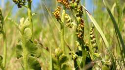 Begriffe erklärt: Was ist ein Magerrasen?