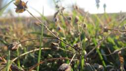 Begriffe erklärt: Was ist ein Magerrasen?