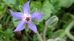 Begriffe erklärt: Was verseht man unter Permakultur?