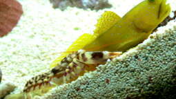 Die bekanntesten Symbiosen im Aquarium