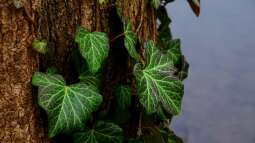 Natürliche Kletterhilfe: Efeu an Bäumen