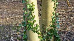 Natürliche Kletterhilfe: Efeu an Bäumen