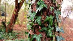 Natürliche Kletterhilfe: Efeu an Bäumen