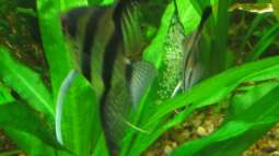 Begriffe erklärt: Was sind Offenbrüter?