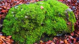 Unterscheidung: Lebermoose, Laubmoose und Hornmoose