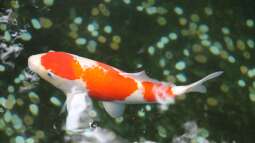 Der Traum vom eigenen Koiteich