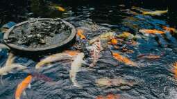 Der Traum vom eigenen Koiteich