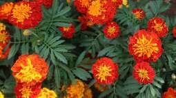 Pflanzen für Gartenanfänger: Schneller Erfolg im neuen Hobby