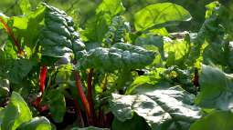 Pflanzen für Gartenanfänger: Schneller Erfolg im neuen Hobby