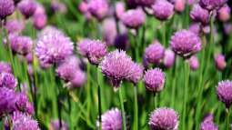 Pflanzen für Gartenanfänger: Schneller Erfolg im neuen Hobby