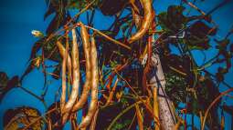 Pflanzen für Gartenanfänger: Schneller Erfolg im neuen Hobby