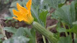 Pflanzen für Gartenanfänger: Schneller Erfolg im neuen Hobby