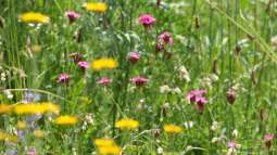 Pflanzen für den Naturgarten: Das sind die Gos und No-Gos