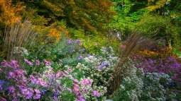 Pflanzen für den Naturgarten: Das sind die Gos und No-Gos