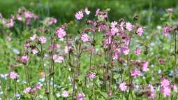 Pflanzen für den Naturgarten: Das sind die Gos und No-Gos