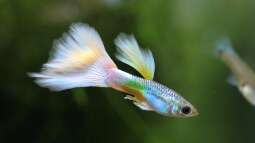 Begriffe erklärt: Was bedeuten stenök und euryök?