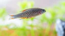 Begriffe erklärt: Was bedeuten stenök und euryök?