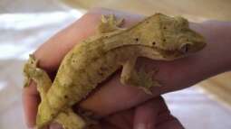 Reptilien züchten: Welche Arten sind für Anfänger geeignet?