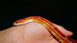 Reptilien züchten: Welche Arten sind für Anfänger geeignet?