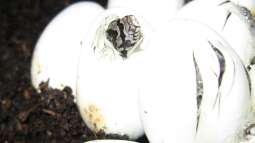 Reptilien züchten: Wie findest du den richtigen Inkubator?